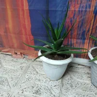 گل زیبا|گل و گیاه طبیعی|نیشابور, بنیاد شهید|دیوار