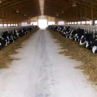 زمین گاوداری تیران معاوضه با ماشین و ملک