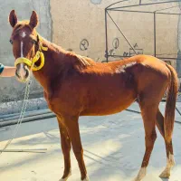 کره نریون عرب داغدار (میکروچیب شده)|اسب و تجهیزات اسبسواری|اهواز, کمپلو شمالی|دیوار