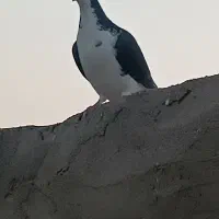 پشتی کاکلی|پرنده|خواف, |دیوار