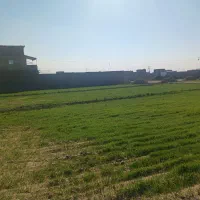 زمین مناسب جهت دامداری|فروش دفتر صنعتی، کشاورزی، تجاری|سبزوار, قصبه شرقی|دیوار