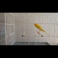 قناری رسمی بلند|پرنده|شهرکرد, |دیوار