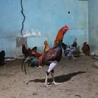 خروس لاری