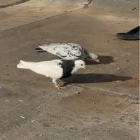 پرشی جلاد|پرنده|قزوین, |دیوار