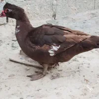 اردک اسرائیلی