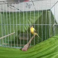 قناری قرص عروس هلندی حرف زن و جوجه وغیره