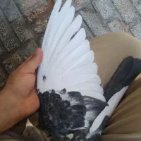 کفتر صید۳عدد نر|پرنده|مشهد, شهید قربانی|دیوار