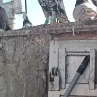 کفتر سرور|پرنده|شیراز, شهرک مهرگان|دیوار