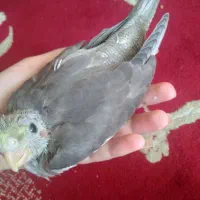 جوجه عروس هلندی