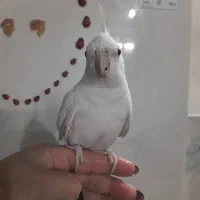 یک جفت عروس هلندی درجه یک|پرنده|برخوار, |دیوار