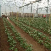 اقامتگاه توریستی(ویلا خانه باغ)پاوه حجیج