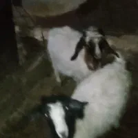 بزغاله های شیرازی اصل دوقلو