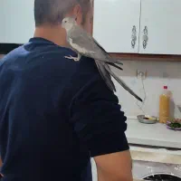 عروس هلندی نر|پرنده|کرج, شهرک جهان‌نما|دیوار