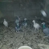 سرور|پرنده|مشهد, منزل آباد|دیوار