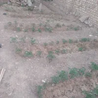 زمین مناسب باغ ویلا