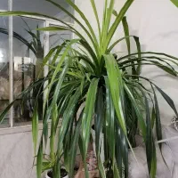 گل طبیعی بزرگ