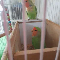 طوطی برزیلی جفت