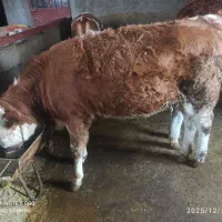 گوساله سیمینتال