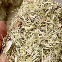 کاه لوبیا چیتی سبز  و درجه یک