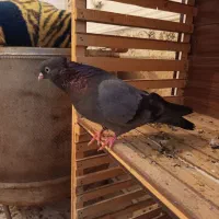 یک نر سبز آبادانی چنگو چشم کاکول میخ بشرط پرش