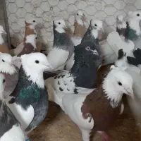 ۳۵تا طوقی کله گنده خال سیاه دار