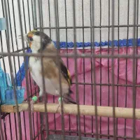 سهره بالغ ماده