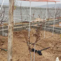 سایه بان و دکه