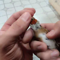 سهره کرواتی سیاه|پرنده|پارسآباد, |دیوار