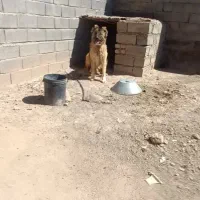 سگ سرابی|سگ|دلبران, |دیوار