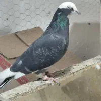 کبوتر کفتر|پرنده|فردیس, ثابتی|دیوار