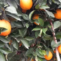 فروش نقدی ویکجا ۱۰تن تامسون روی درخت|عمده‌فروشی|ساری, |دیوار