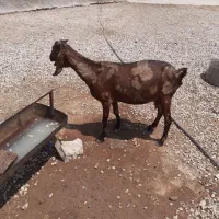 بز پاکستانی با گیسه ماده درجه یک