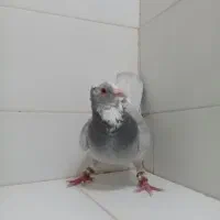 ۲ تا نر نقره ای پلنگ پدر و پسر|پرنده|کرمان, |دیوار