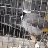 گوره پلاکی نرماده