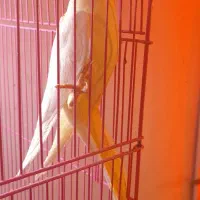 طوطی عروس باقفس|پرنده|رشت, سعدی (تختی)|دیوار