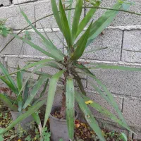 درخت یوکا|گل و گیاه طبیعی|سنگر, |دیوار