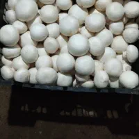 قارچ درجه یک لوکس