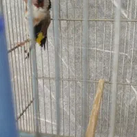 ۵ تا سهره و سهره قناری همه بخون، جفتی|پرنده|مشکین‌دشت, |دیوار