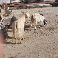 یک جفت بز|حیوانات مزرعه|سمنان, |دیوار