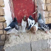 کبوتر طوقی کله سینه پلاکی|پرنده|سیدان, |دیوار