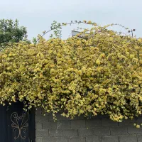 یک میلیون طلای هدیه بگیر