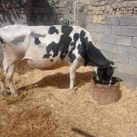 گاو آبستن