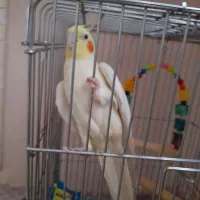 طوطی عروس نر|پرنده|قزوین, |دیوار