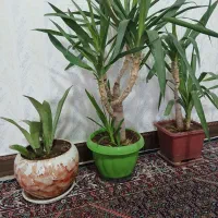 گل یوکا و گل سانسوریا پا کوتاه مهتابی