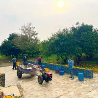 باغ-مرکبات-8هکتاری-با120متربنا-سندتک-برگ