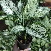 فروش آگلونما برفی بسیار باکیفیت|گل و گیاه طبیعی|عباس‌آباد, |دیوار