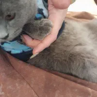 گربه بیریتیش اصیل|گربه|تهران, شمس‌آباد|دیوار