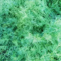 شوید و اسفناج|خوردنی و آشامیدنی|امیرآباد, |دیوار