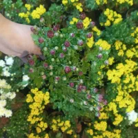 گل داوودی خیلی پر بوته ۵۰ تومن|گل و گیاه طبیعی|رشت, حمیدیان|دیوار