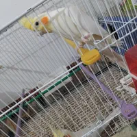 جفت عروس هلندی مولد روی تخم|پرنده|زابل, |دیوار